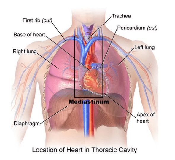 Thoracic-Surgery-Chart-of-Thoracic-Cavity-image